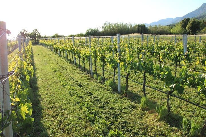 Pelješac Peninsula Wine Tasting from Dubrovnik — Ston Wineries & Salt Pans Tour photo 6