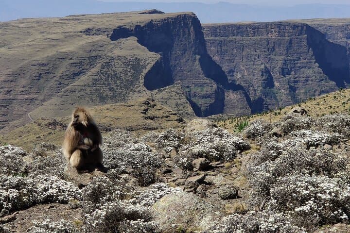 Conquer the Heights: Ras Dashen Trek in Ethiopia's Simien Mountains