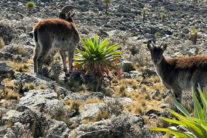 Conquer the Heights: Ras Dashen Trek in Ethiopia's Simien Mountains photo 3