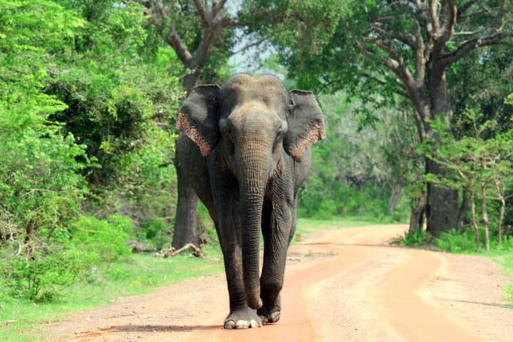 Yala Safari from Mirissa & Tangalle: Full-Day Wildlife Transfer to Ella