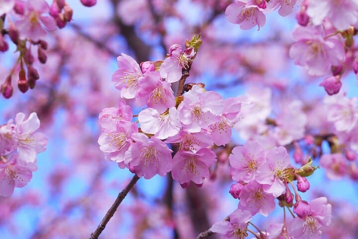 Kamakura Cherry Blossom Full-Day Walking Tour with a Local Guide photo 3
