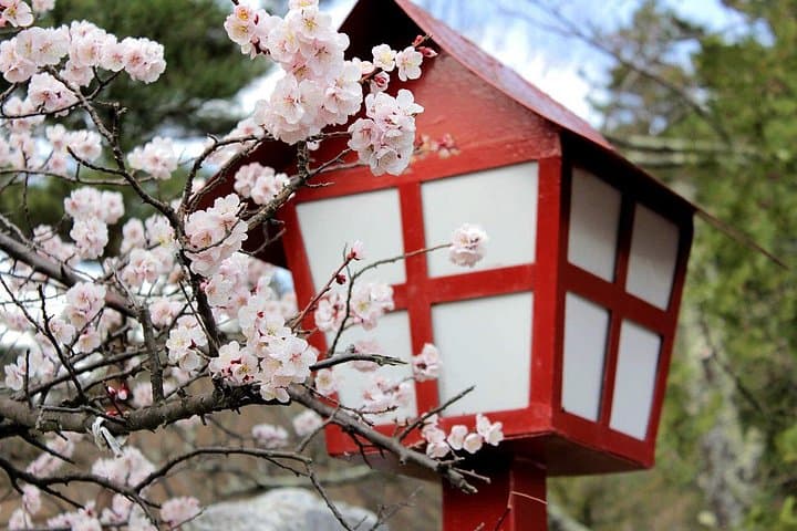 Kamakura Cherry Blossom Half-Day Walking Tour: Temples, Sakura, and Coastal Air