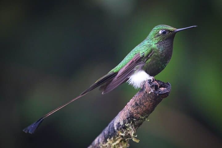 Mindo Cloud Forest Adventure — Birds, Waterfalls & Chocolate Tours Near Quito