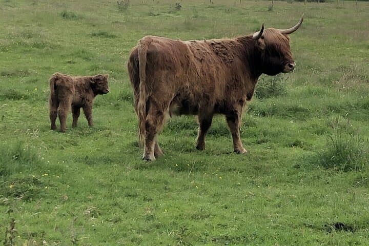 Loch Ness, Glencoe & Highlands Private Luxury Day Tour from Edinburgh photo 2