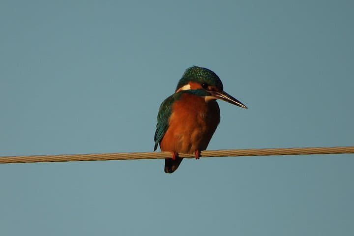 Albania Birdwatching Escape: 2-Day Karavasta & Vjosa Guided Tour from Tirana