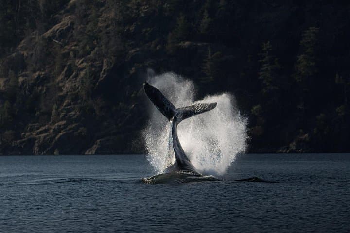 Zodiac Whale and Wildlife Tour from Campbell River — 6-Hour Coastal Adventure