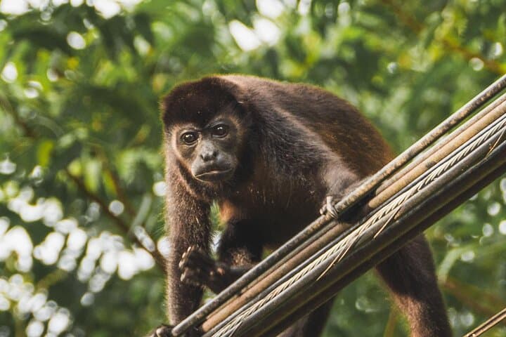 Avellanas Wildlife Walk: Mangroves, Monkeys & Coastal Ecology Tour photo 4