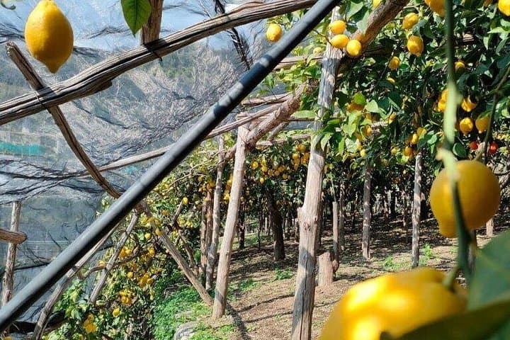 Path of the Gods Private Guided Hike — Amalfi Coast with Transport & Lunch photo 2