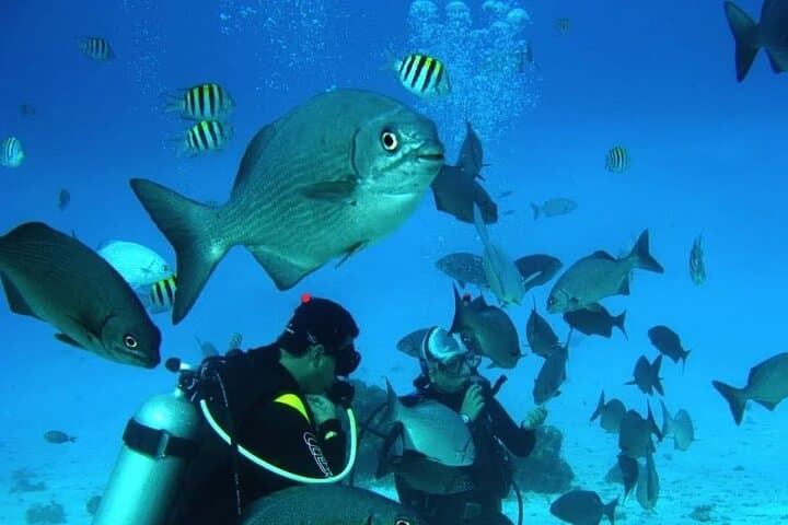 Beginner Scuba in San Andres: Corals, Statues & Shallow Reefs photo 4