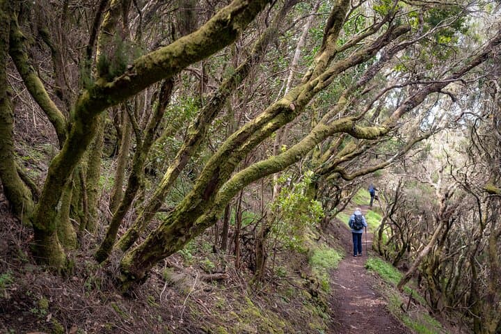 Hidden Tenerife: Anaga Reserve Guided Hike from Chamorga photo 4