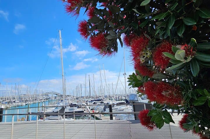 Auckland Half-Day Private Guided Tour: Harbour Views, Volcanic Rims & Coastal Strolls photo 4