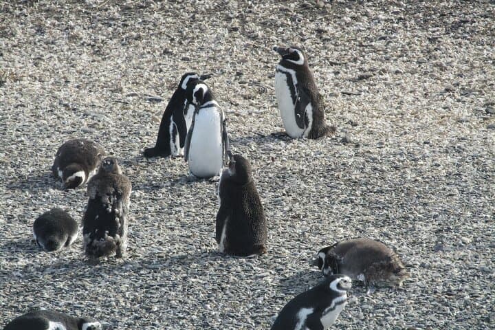 Beagle Channel Penguin Cruise from Ushuaia — Les Eclaireurs & Martillo Island photo 4