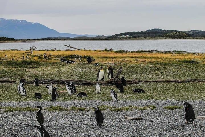 Beagle Channel Penguin Cruise from Ushuaia — Les Eclaireurs & Martillo Island photo 2