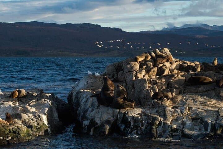 Beagle Channel Penguin Cruise from Ushuaia — Les Eclaireurs & Martillo Island photo 6