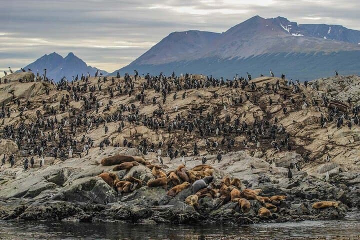Beagle Channel Penguin Cruise from Ushuaia — Les Eclaireurs & Martillo Island photo 3