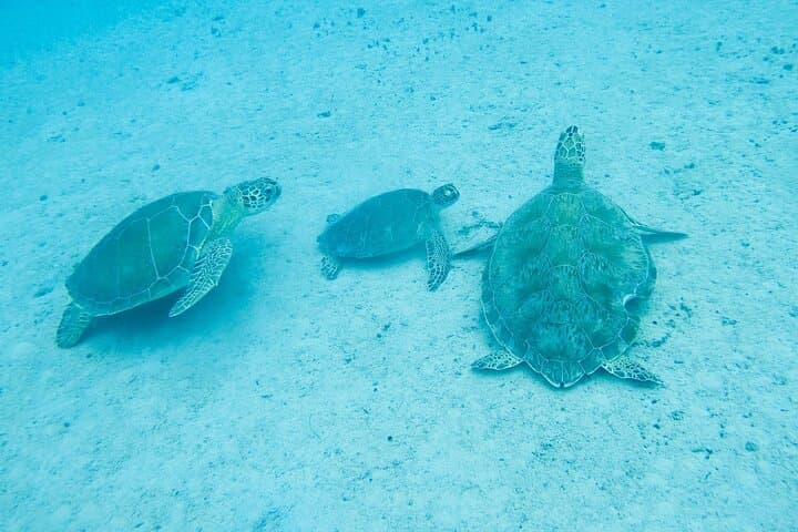 Snorkel with Sea Turtles at Frederiksted: St. Croix Turtle Cove Guide