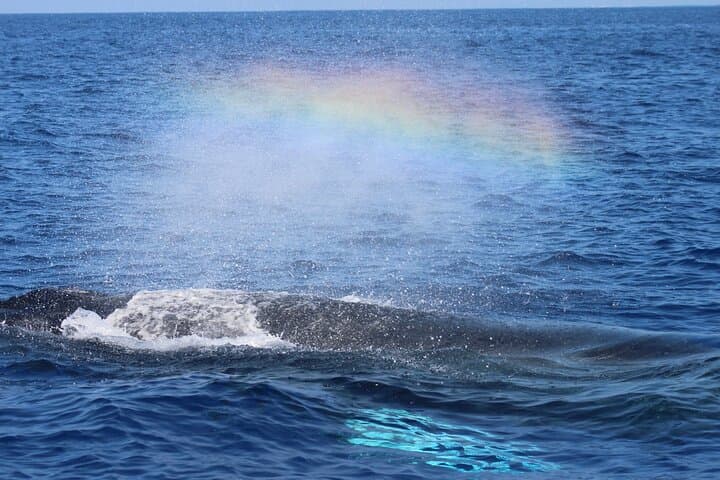 Whale Watching On The Big Island: A Thrilling Ocean Safari from Kailua-Kona photo 5