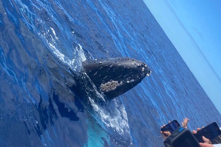 Whale Watching On The Big Island: A Thrilling Ocean Safari from Kailua-Kona photo 6
