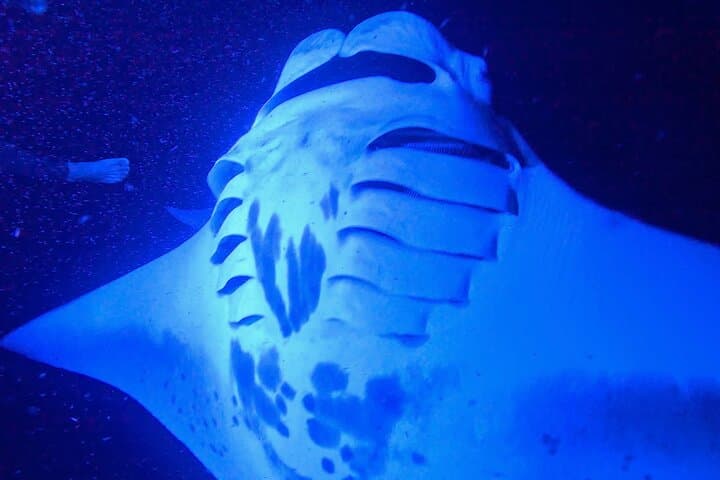 Big Island Manta Ray Night Snorkel — Kona Night Dive With Giant Mantā photo 3