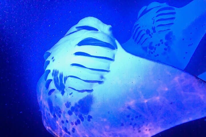 Big Island Manta Ray Night Snorkel — Kona Night Dive With Giant Mantā photo 5