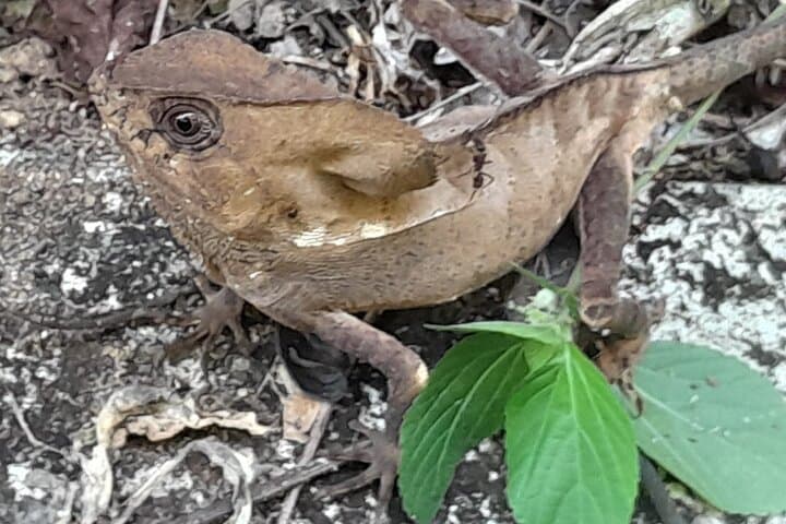 Gandoca-Manzanillo Refuge Guided Hike: Rainforest Trails, Mangroves & Beaches photo 3