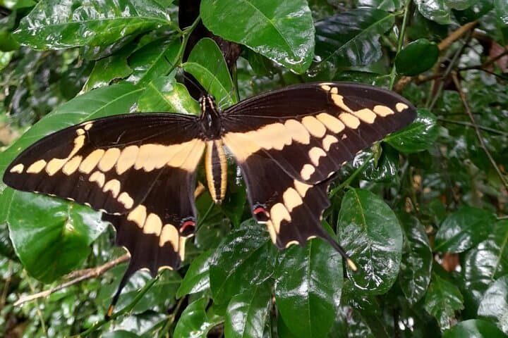 Gandoca-Manzanillo Refuge Guided Hike: Rainforest Trails, Mangroves & Beaches photo 4