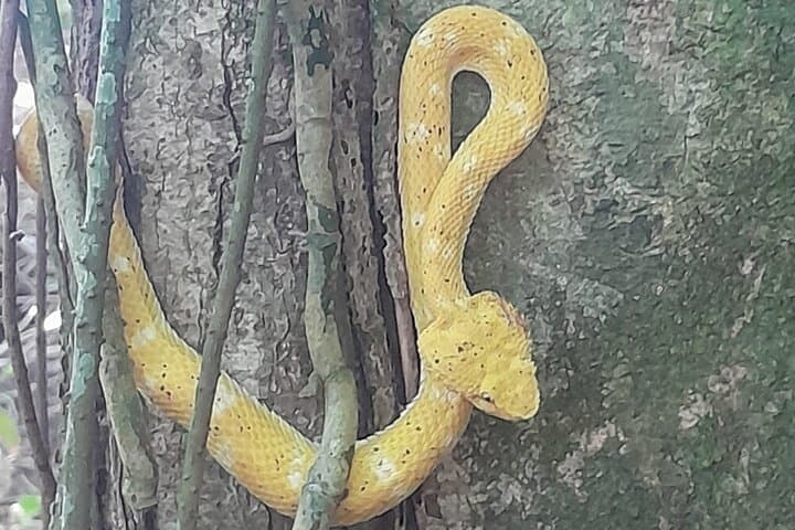 Gandoca-Manzanillo Refuge Guided Hike: Rainforest Trails, Mangroves & Beaches photo 5