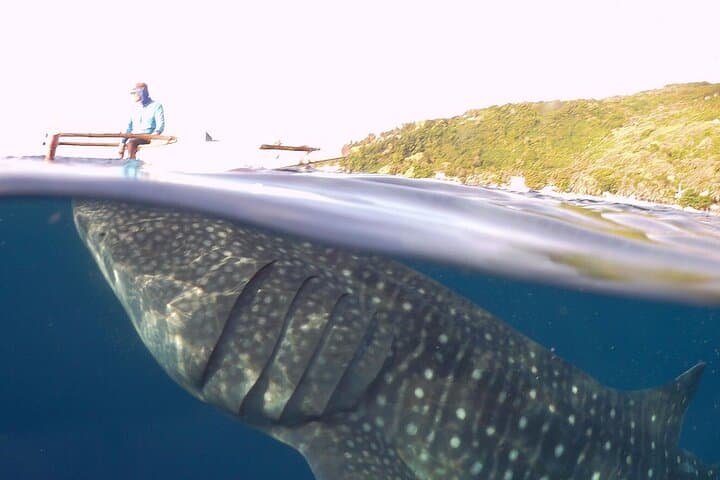 Swim with Oslob Whale Sharks, Sumilon Island Sandbar & Tumalog Falls — Full-Day Adventure photo 1