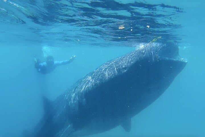 Swim with Oslob Whale Sharks, Sumilon Island Sandbar & Tumalog Falls — Full-Day Adventure photo 2