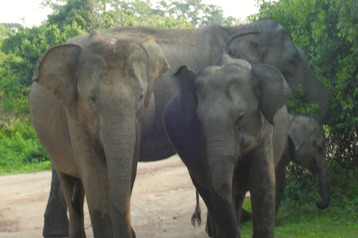 Yala National Park Safari from Hambantota Port — Leopard-Focused Day Tour photo 4