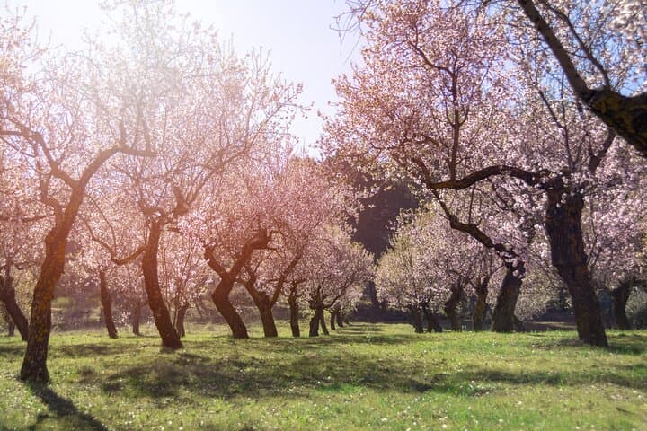Seoul Hidden Cherry Blossom Walking Tour: Quiet Spring Streets & Cultural Insights photo 2