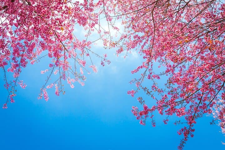 Seoul Hidden Cherry Blossom Walking Tour: Quiet Spring Streets & Cultural Insights photo 3