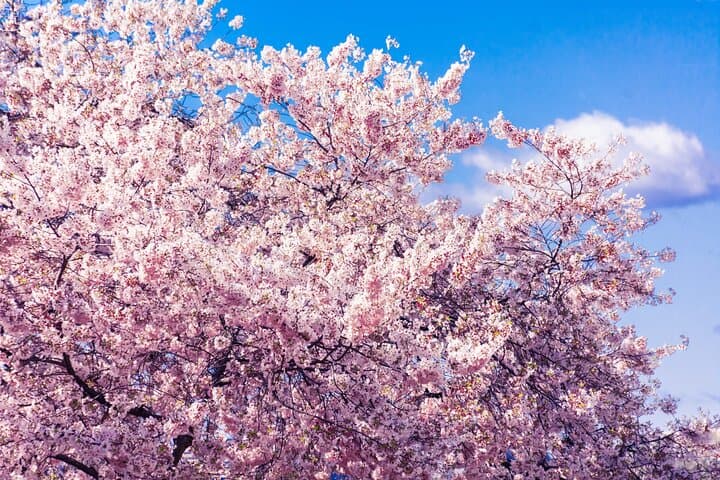 Seoul Hidden Cherry Blossom Walking Tour: Quiet Spring Streets & Cultural Insights photo 4