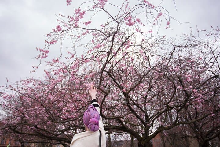 Seoul Hidden Cherry Blossom Walking Tour: Quiet Spring Streets & Cultural Insights photo 1