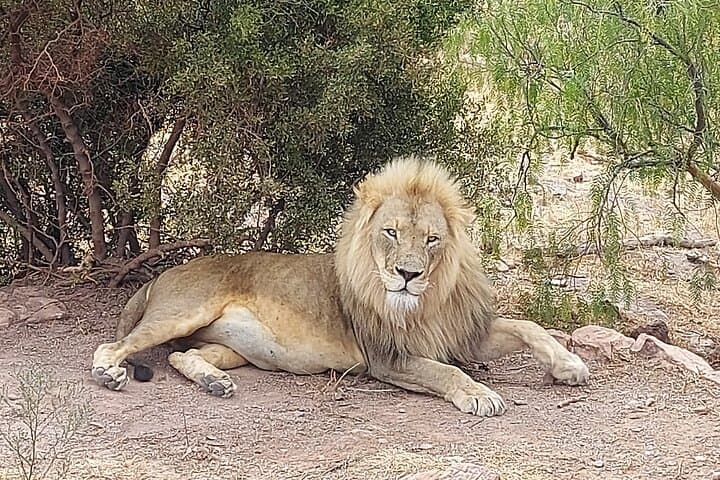 Aquila Big 5 Safari and Fairview Wine Tasting: Day Trip from Cape Town photo 6