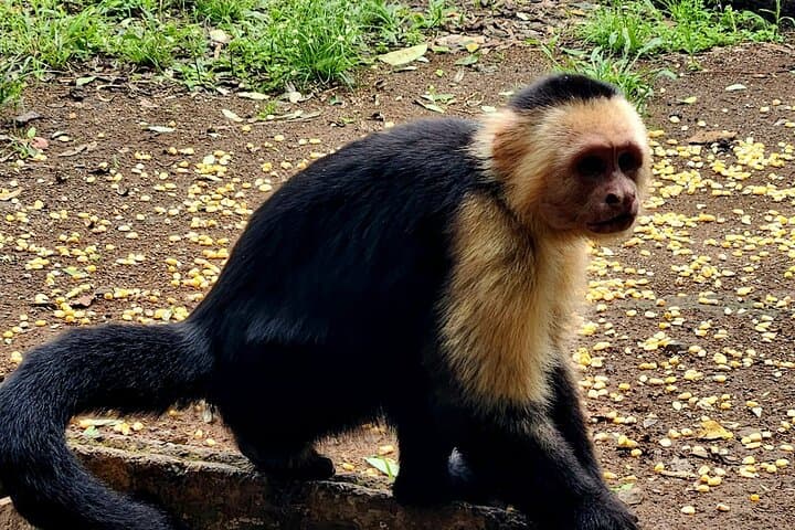 Monkey, Sloth and Jaco Beach Adventure: Jaco, Playa Blanca & Tárcoles Wildlife Tour photo 2