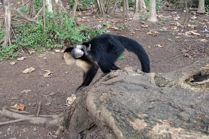 Monkey, Sloth and Jaco Beach Adventure: Jaco, Playa Blanca & Tárcoles Wildlife Tour photo 3