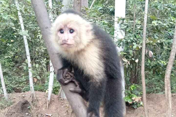 Monkey, Sloth and Jaco Beach Adventure: Jaco, Playa Blanca & Tárcoles Wildlife Tour photo 4