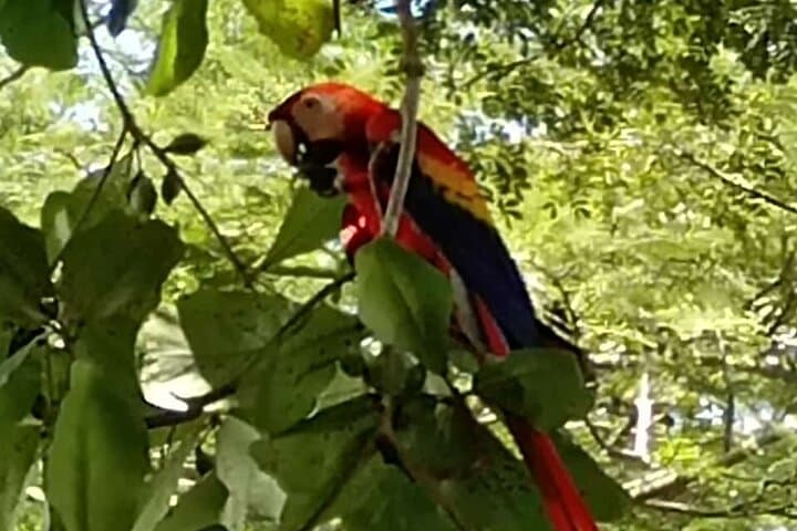 Monkey, Sloth and Jaco Beach Adventure: Jaco, Playa Blanca & Tárcoles Wildlife Tour photo 5