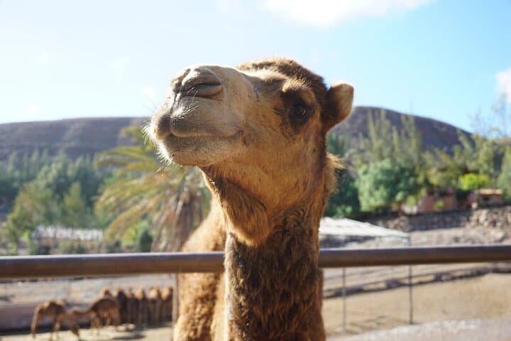 Camel Rides Across the Maspalomas Dunes: 30-Minute Camel Trek in Gran Canaria