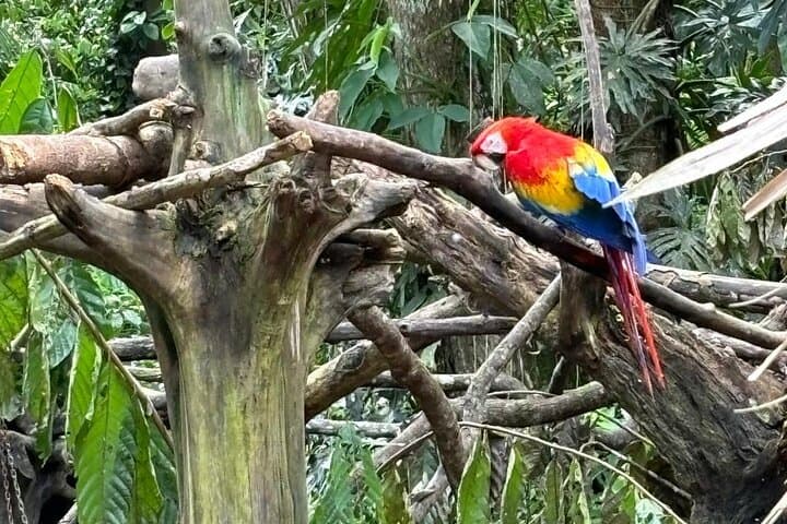 Monkey, Sloth and Jaco Beach Adventure: Jaco, Playa Blanca & Tárcoles Wildlife Tour photo 6