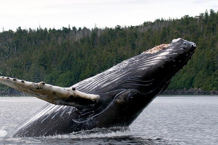 Private Ketchikan Wildlife and Sightseeing Tour: Salmon Ladders, Bears & Totem Poles photo 1