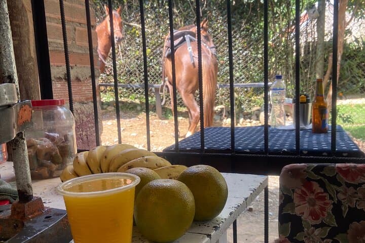 Horseback Riding from Medellín: Scenic Trails & Paisa Coffee Country photo 4