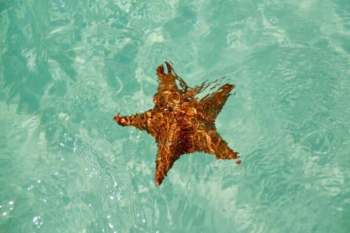 Snorkel El Cielo & Palancar: Full-Day Cozumel Tour from Cancún with Lunch photo 3