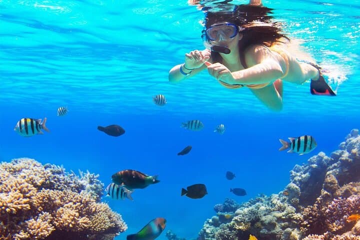 Snorkel El Cielo & Palancar: Full-Day Cozumel Tour from Cancún with Lunch photo 4