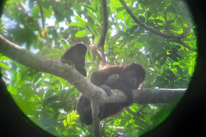 Canoe the Canals of Tortuguero National Park: Guided Wildlife Canoe Tour photo 5