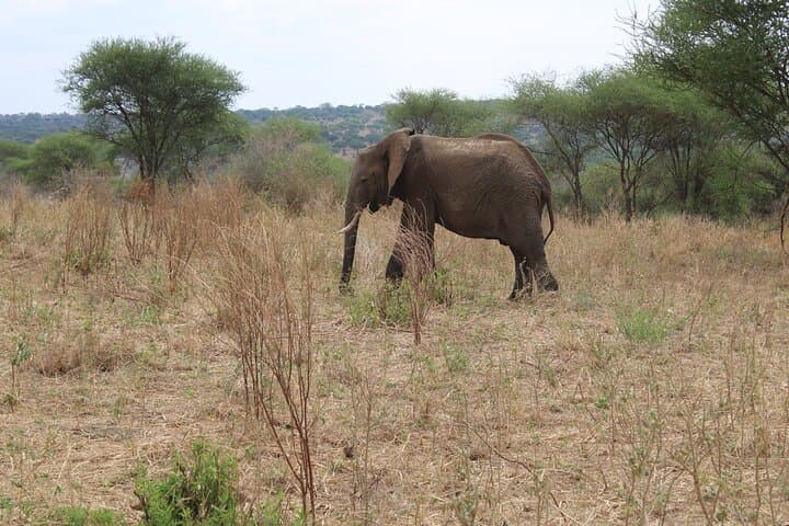 Tarangire Day Safari: Private Guide & Open Jeep Wildlife Experience photo 6