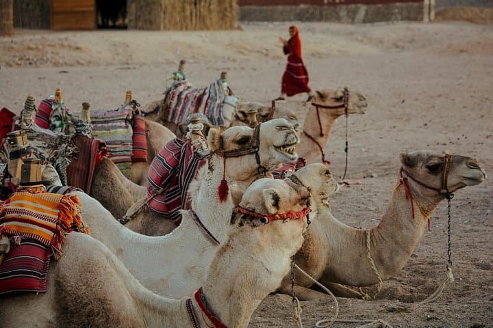 4-Day Marrakech to Merzouga Desert Tour — High Atlas Pass, Gorges & Erg Chebbi photo 2