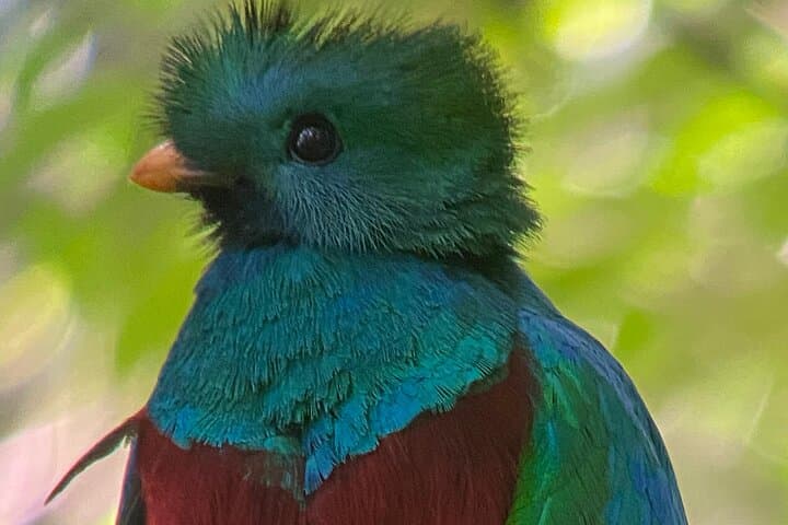 Monteverde Cloud Forest Preserve: 2–3 Hour Guided Hike with Local Naturalist