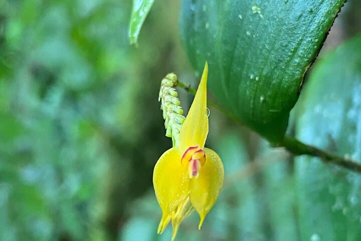 Monteverde Cloud Forest Preserve: 2–3 Hour Guided Hike with Local Naturalist photo 2